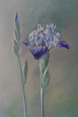 Irises. Zozoulia Maria