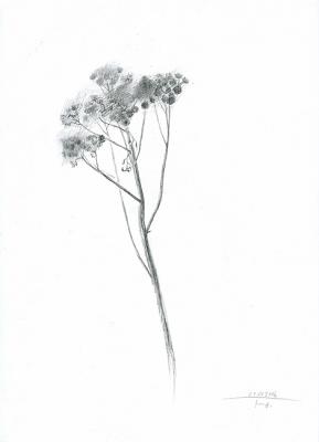 Dry Herb III (Line Studies 2004-2011). Yudaev-Racei Yuri
