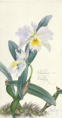 Orchidaceae Cattleya. Pugachev Pavel