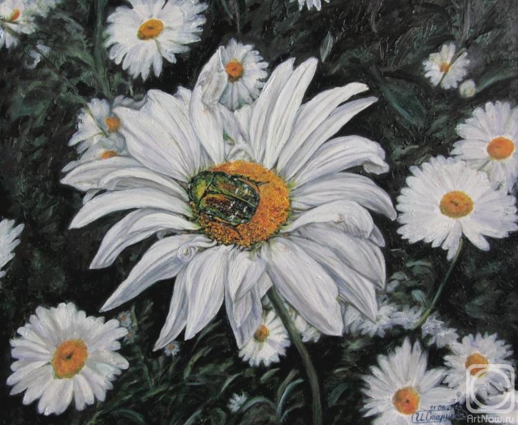 Startseva Irina. On Daisy