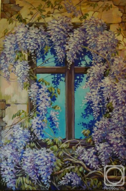 Panina Kira. And wisteria blooms outside the window