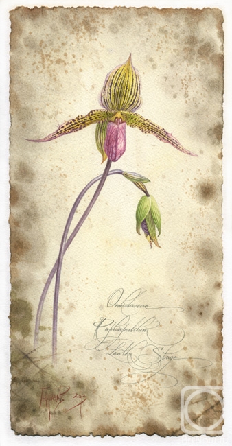 .  .   Orchidaceae Paphiopedilum Lantha stage