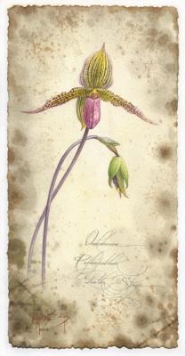    Orchidaceae Paphiopedilum Lantha stage