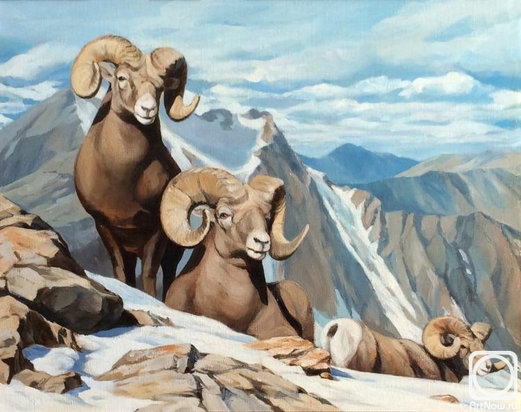 Sumin Denis. Bighorn sheep