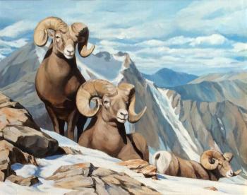 Bighorn sheep (). Sumin Denis