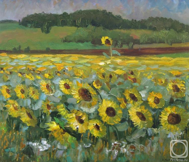 Chernyy Alexandr. Field of sunflowers