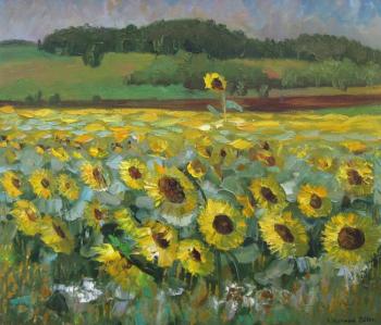 Field of sunflowers. Chernyy Alexandr