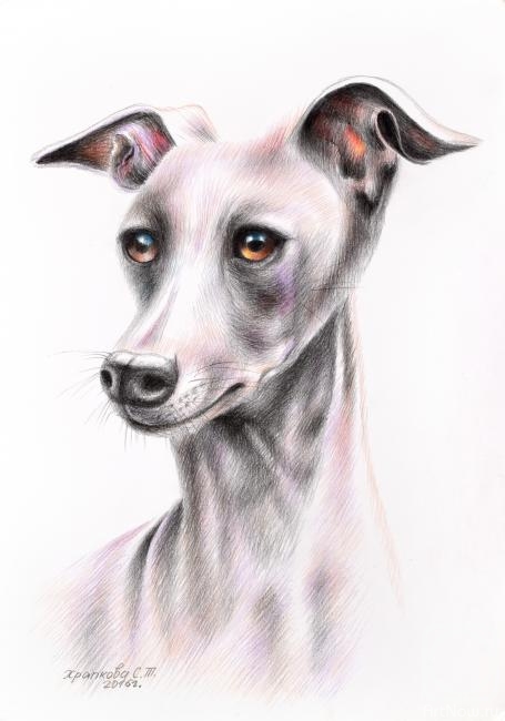 Khrapkova Svetlana. Greyhound