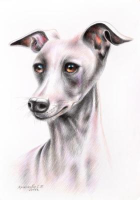 Greyhound. Khrapkova Svetlana