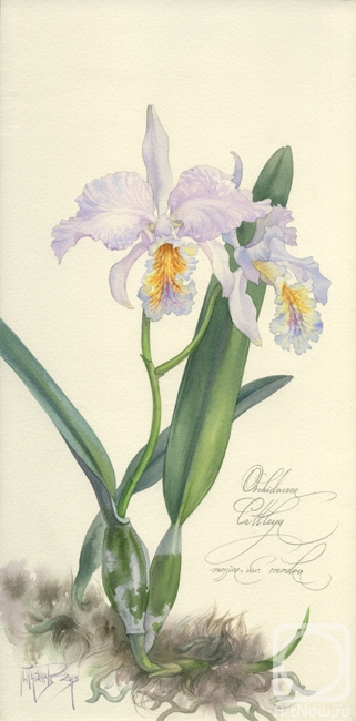 �������. ������� �����. ������� Orhidaceae Cattleya mossiae var coerulea