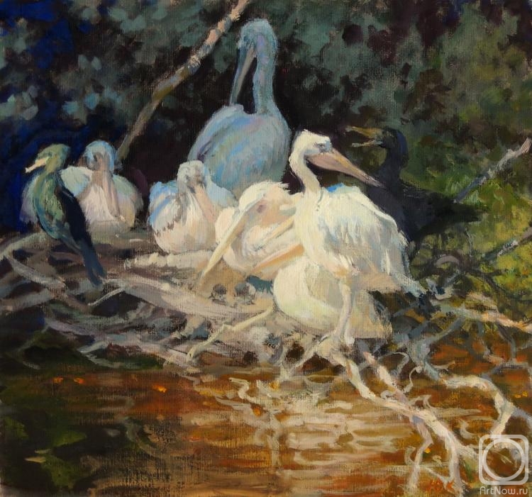 Kushevsky Yury. The pelicans