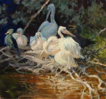 The pelicans. Kushevsky Yury