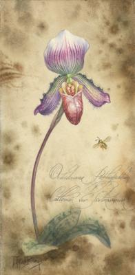    Orchidaceae Paphiopedilum Callosum var vietnamense