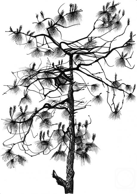 Дерево. Сосна» картина Денисенко Альвины (бумага, ручка) — купить на  ArtNow.ru