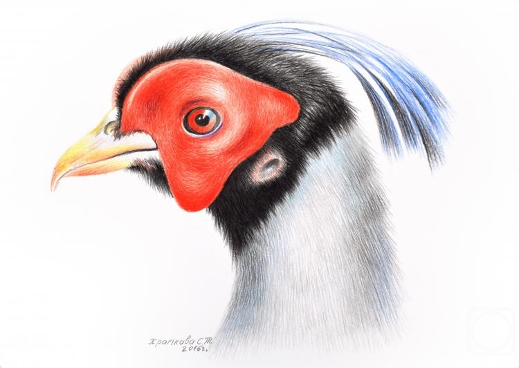 �������. �������� ��������. �������� ������