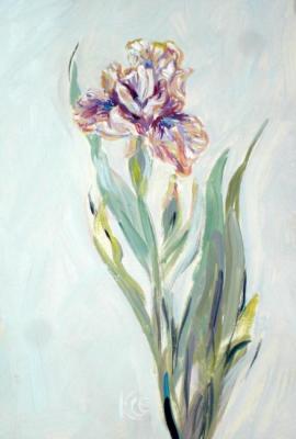 Small and delicate iris. Sechko Xenia