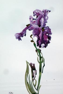 Purple iris. Sechko Xenia