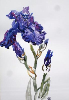 Purple, dark iris
