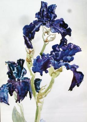 Iris blue. Sechko Xenia