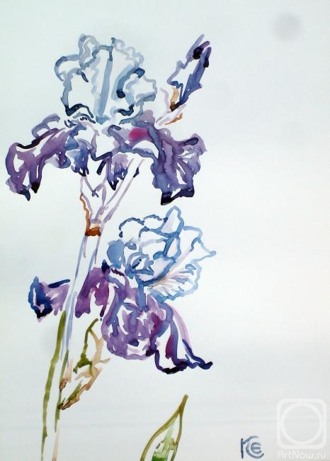 Sechko Xenia. Blue iris