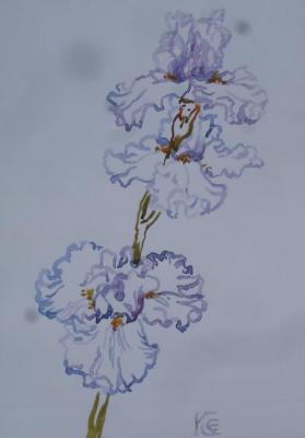 White and curly iris
