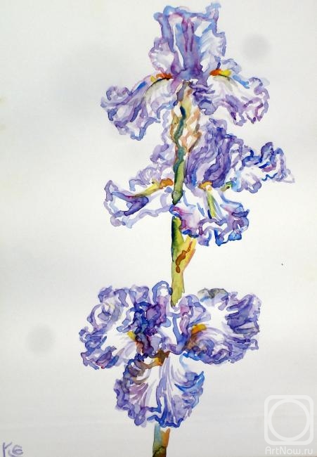 Sechko Xenia. Lilac iris