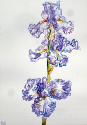 Lilac iris. Sechko Xenia