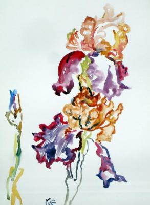 Variegated irises
