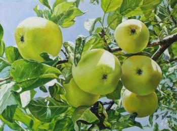 Apples on branch. Volya Alexander