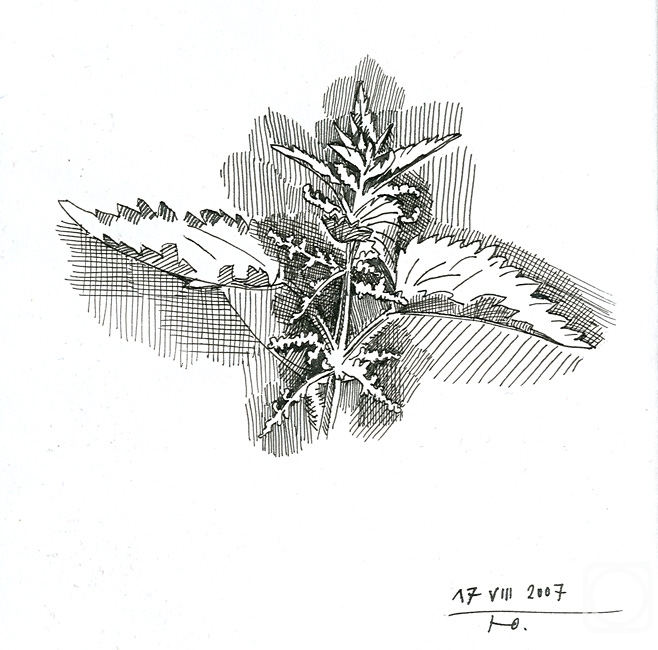 Yudaev-Racei Yuri. Foliage of Nettle