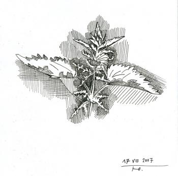Foliage of Nettle. Yudaev-Racei Yuri