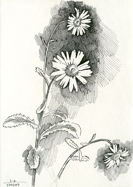Yudaev-Racei Yuri. Leucanthemum vulgare Lam