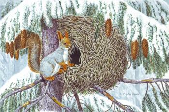 Squirrel nest. Fomin Nikolay