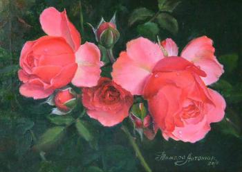 Morning roses. Antonyuk Tamara