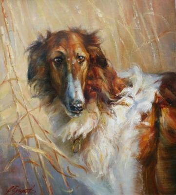 Russian Greyhound. Yekimov Vladimir
