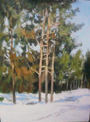 Study with pine trees. Toporkov Anatoliy