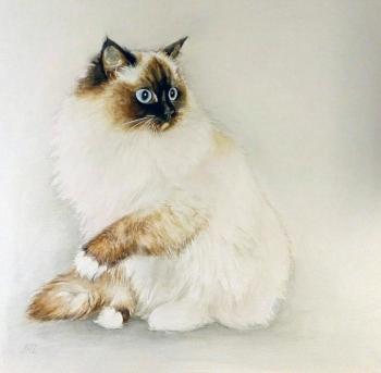 Oswald (Ragdoll). Zozoulia Maria