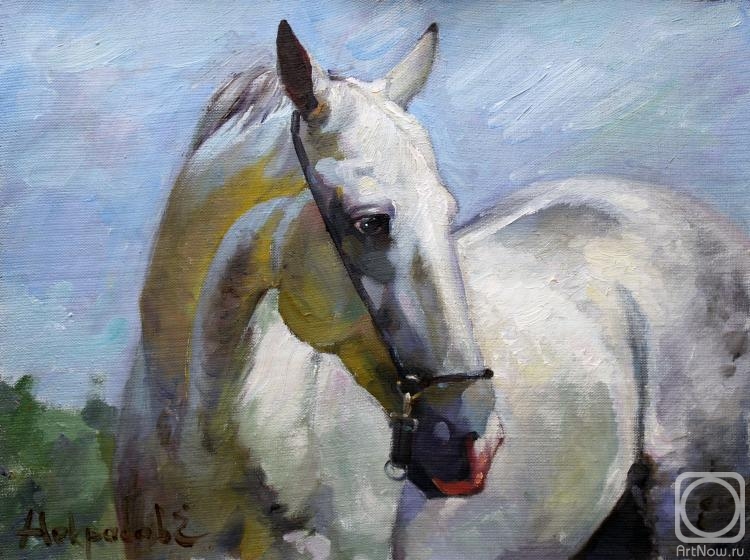 Nekrasov Evgeny. Arabian horse