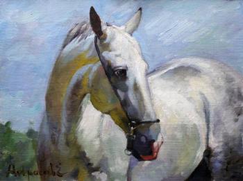 Arabian horse. Nekrasov Evgeny