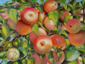 ripe apples (). Razumova Svetlana