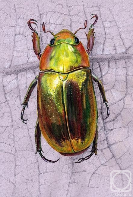 Golovkova Tatiana. Iridescent beetle