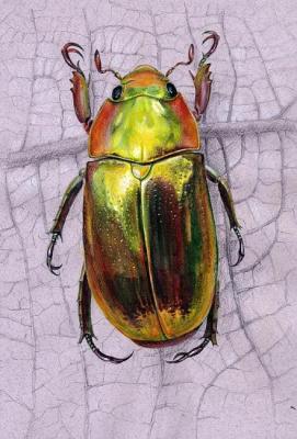 Iridescent beetle. Golovkova Tatiana