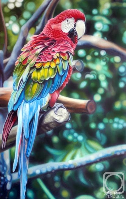 Perepeliatnik Ekaterina. Macaw