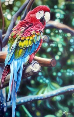 Macaw. Perepeliatnik Ekaterina