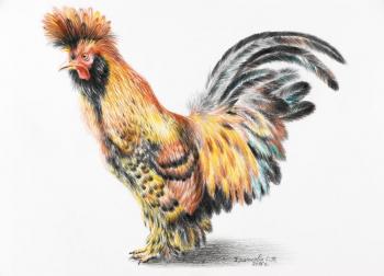 Pavlovsk rooster. Khrapkova Svetlana