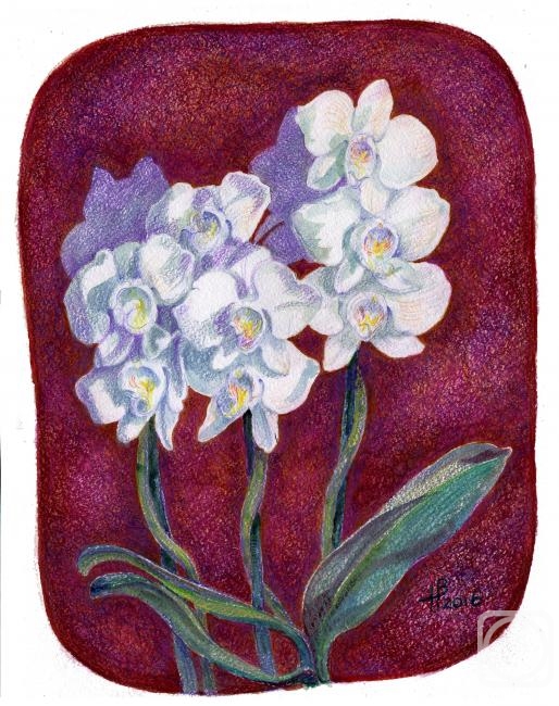 Nikitina Vera. Orchid from Sergey