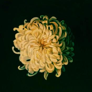 Chrysanthemum. Himich Alla