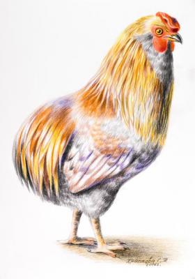 Araucana's Rooster. Khrapkova Svetlana