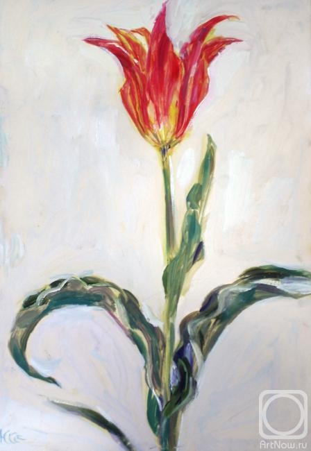 Sechko Xenia. Red tulip