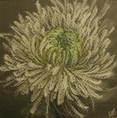 Chrysanthemum. Volkova Olga